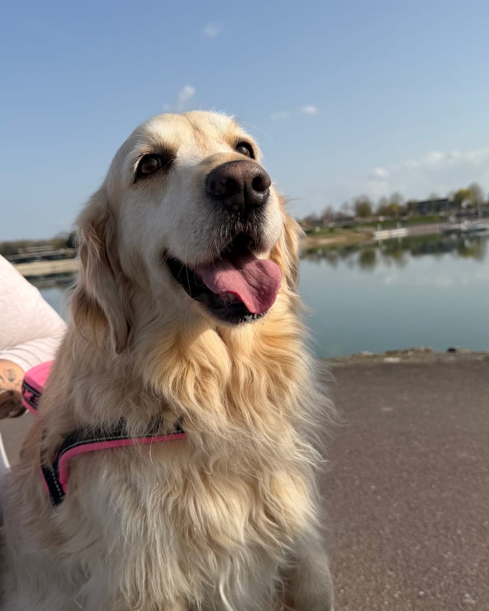 Chienne golden retriever heureuse, gardée par Entre de Bonnes Pattes